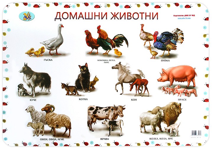 Двустранно стенно учебно табло: Домашни животни. Диви животни Двустранно стенно учебно табло: Домашни животни. Диви животни - 68 х 47.5 cm - табло