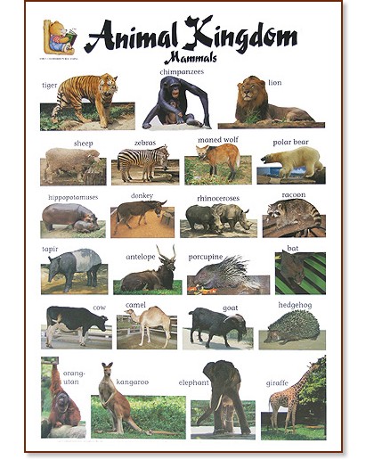     : Animal Kingdom. Mammals - 52 x 77 cm - 