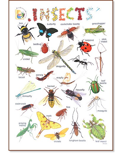      : Insects - 52 x 77 cm - 