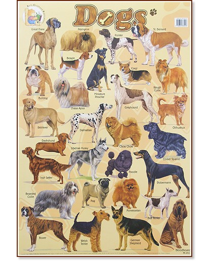      : Dogs - 52 x 77 cm - 