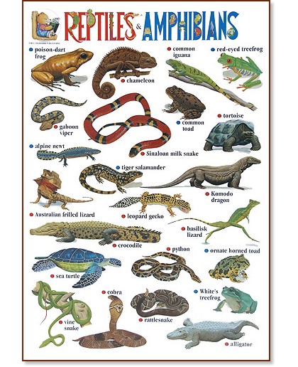      : Reptiles and Amphibians - 52 x 77 cm - 