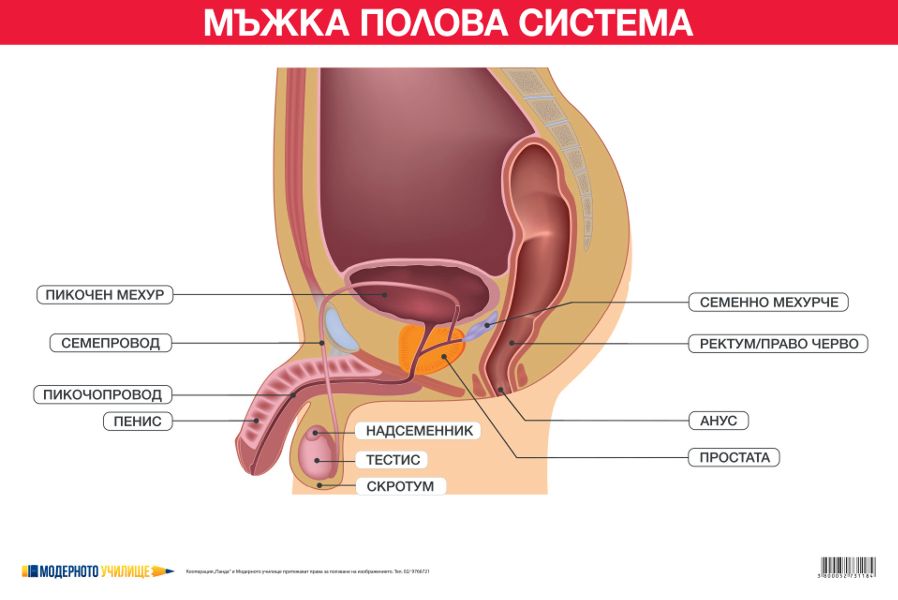 Uchebno Tablo Mzhka Polova Sistema Store Bg