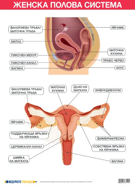 Uchebno Tablo Zhenska Polova Sistema Store Bg