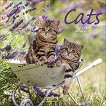 ������ �������� - Cats 2027 - ��������