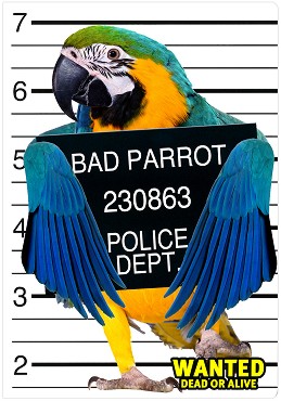   - Bad Parrot -  A4 - 