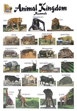     : Animal Kingdom. Mammals - 52 x 77 cm - 