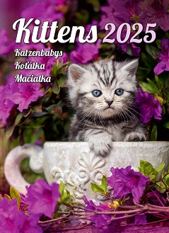   - Kittens 2025 - 