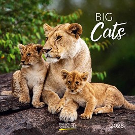   - Big Cats 2025 - 