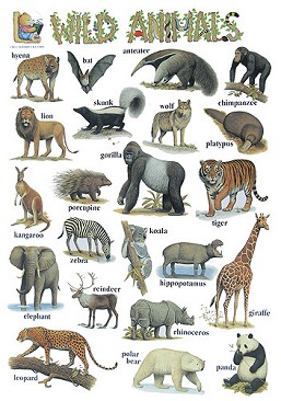      : Wild Animals - 52 x 77 cm - 