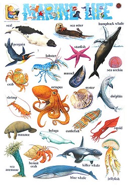      : Marine Life - 52 x 77 cm - 