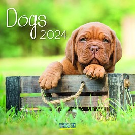   - Dogs 2024 - 