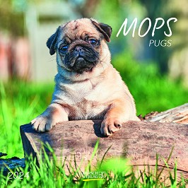   - Mops 2024 - 