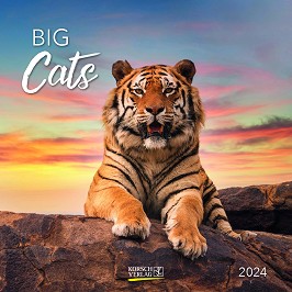   - Big Cats 2024 - 